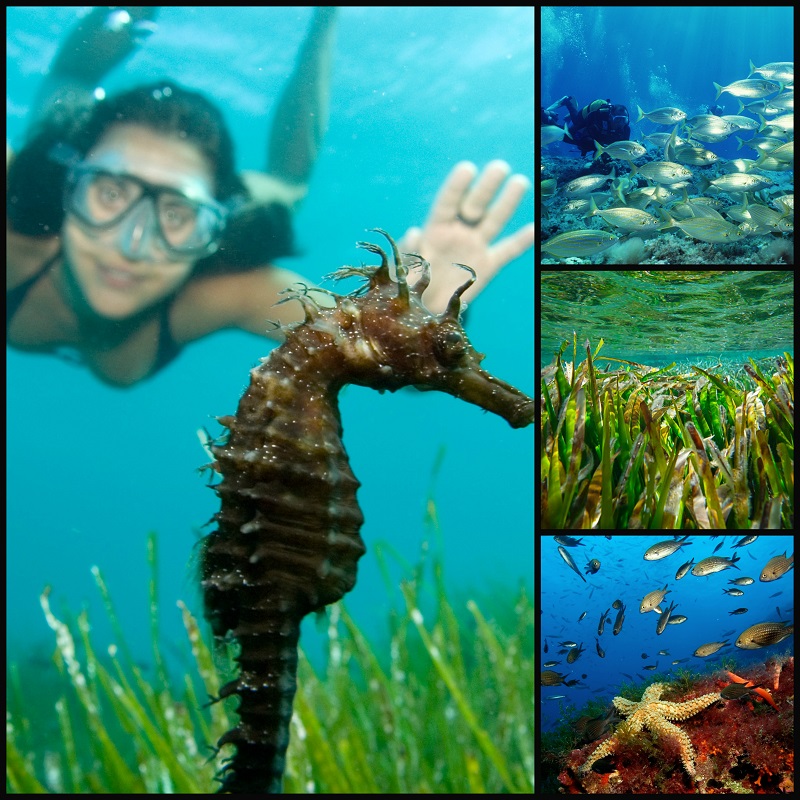 Ciencia, naturaleza, deporte y cultura para proteger la Posidonia Oceánica